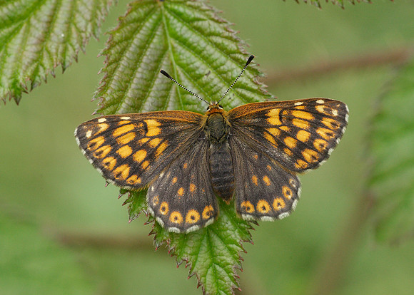 Duke of Burgundy Hamearis lucina