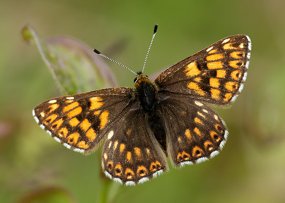 Duke of Burgundy Hamearis lucina