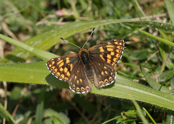 Duke of Burgundy Hamearis lucina