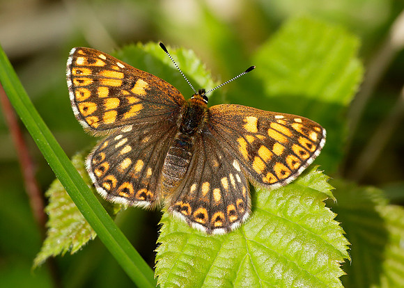 Duke of Burgundy Hamearis lucina