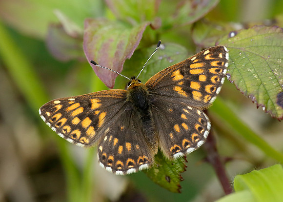 Duke of Burgundy Hamearis lucina