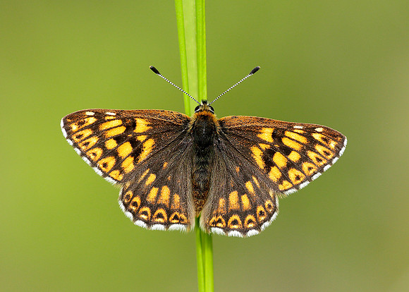 Duke of Burgundy Hamearis lucina