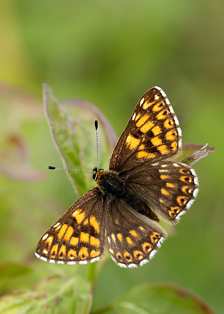 Duke of Burgundy Hamearis lucina