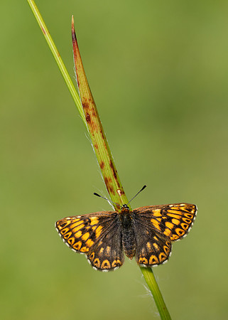 Duke of Burgundy Hamearis lucina
