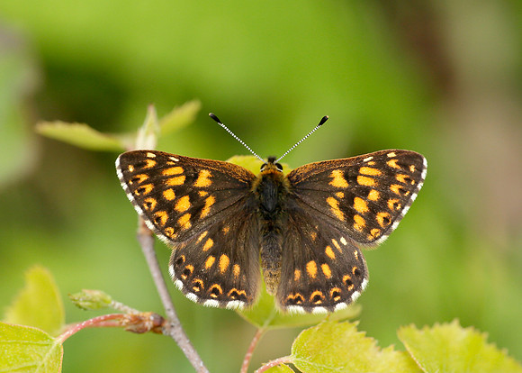 Duke of Burgundy Hamearis lucina