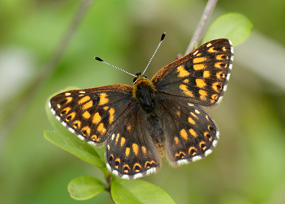 Duke of Burgundy Hamearis lucina