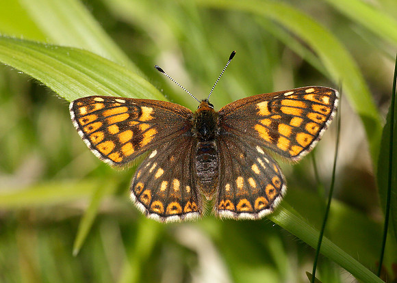 Duke of Burgundy Hamearis lucina