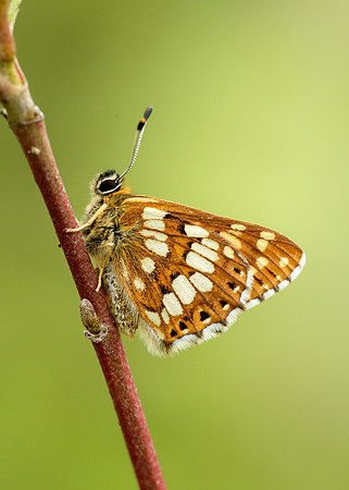 Duke of Burgundy Hamearis lucina