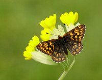 Duke of Burgundy Hamearis lucina