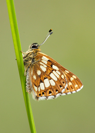 Duke of Burgundy Hamearis lucina