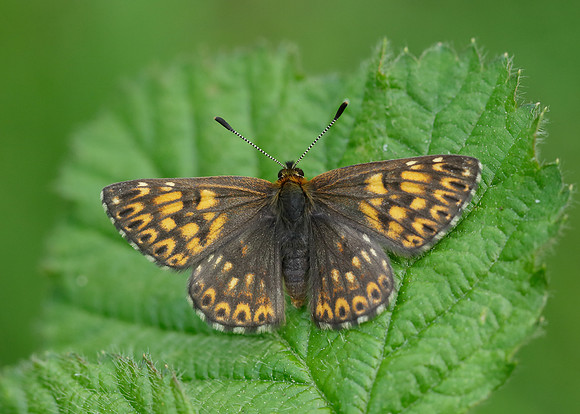 Duke of Burgundy Hamearis lucina