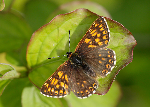 Duke of Burgundy Hamearis lucina