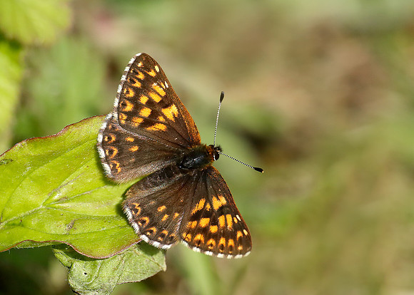 Duke of Burgundy Hamearis lucina