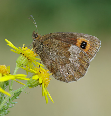 Scotch Argus Erebia aethiops