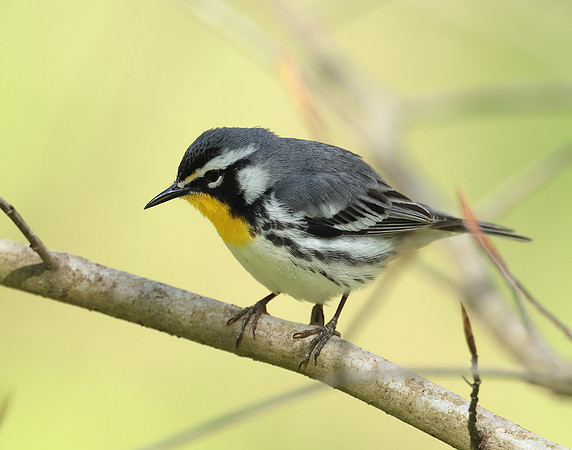Yellow-throated Warbler  Setophaga dominica