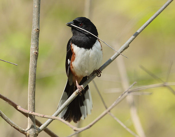 Eastern Towhee Pipilo erythrophthalmus