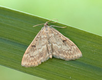 63.020 BF1380 Anania perlucidalis