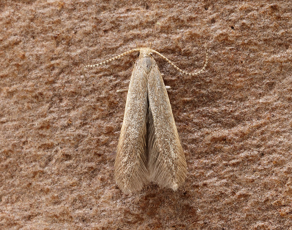 37.007 BF492 Coleophora flavipennella