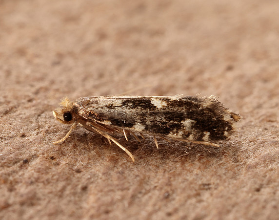 12.017 BF217 Nemapogon koenigi