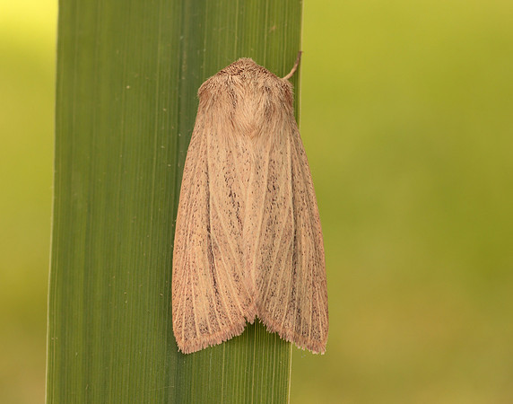 73.289 BF2196 Striped Wainscot Mythimna pudorina