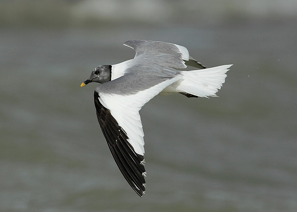 Sabine's Gull Xema sabini