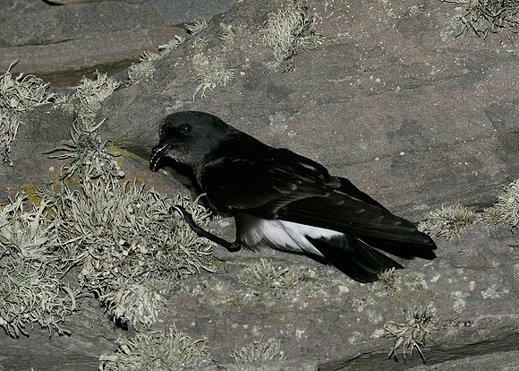 Storm Petrel Hydrobates pelagicus