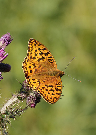 High Brown Fritillary Argynnis adippe