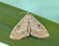 63.020 BF1380 Anania perlucidalis