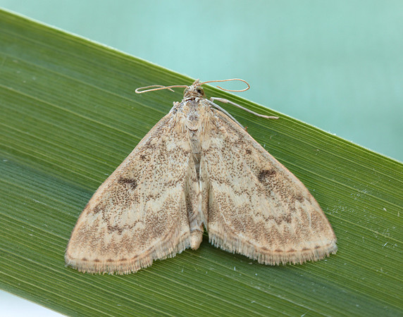 63.020 BF1380 Anania perlucidalis