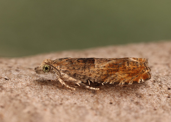 49.248 BF1139 Nut Bud Moth Epinotia tenerana