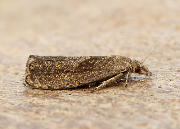49.315 BF1281 Dichrorampha simpliciana