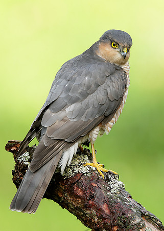 Sparrowhawk Accipiter nisus