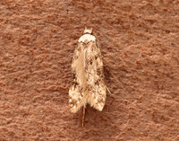 28.009 BF648 White-shouldered House-moth Endrosis sarcitrella