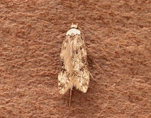28.009 BF648 White-shouldered House-moth Endrosis sarcitrella