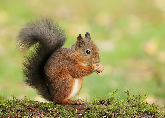 Red Squirrel Sciurus vulgaris