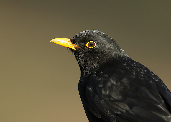 Blackbird Turdus merula
