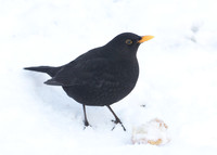 Blackbird Turdus merula
