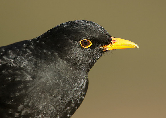 Blackbird Turdus merula