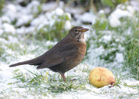 Blackbird Turdus merula
