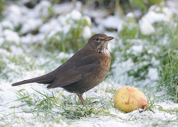 Blackbird Turdus merula