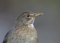 Blackbird Turdus merula
