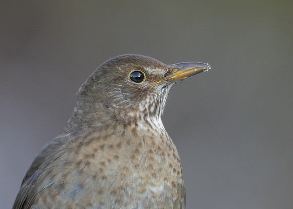 Blackbird Turdus merula