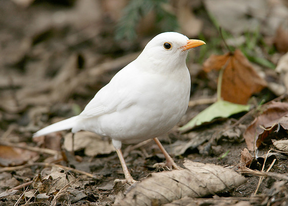 Blackbird Turdus merula