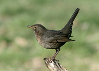 Blackbird Turdus merula