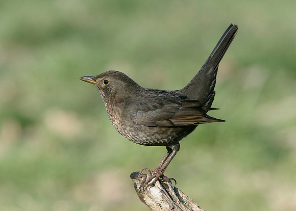 Blackbird Turdus merula