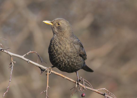 Blackbird Turdus merula