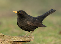 Blackbird Turdus merula