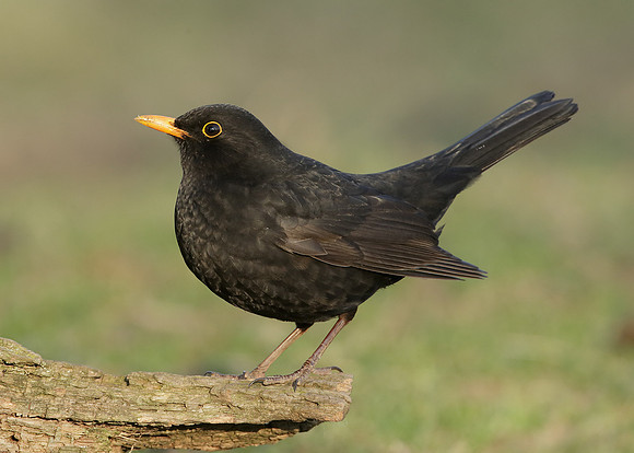 Blackbird Turdus merula