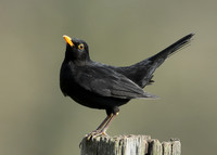 Blackbird Turdus merula