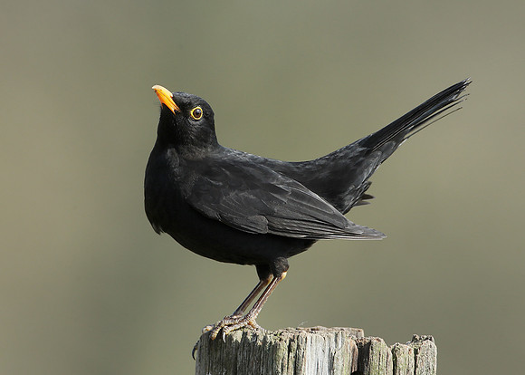 Blackbird Turdus merula